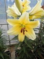 [1742 GoldCity No01.JPG]